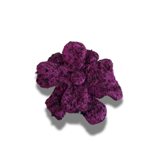 Load image into Gallery viewer, Broche Magnolia Invernal